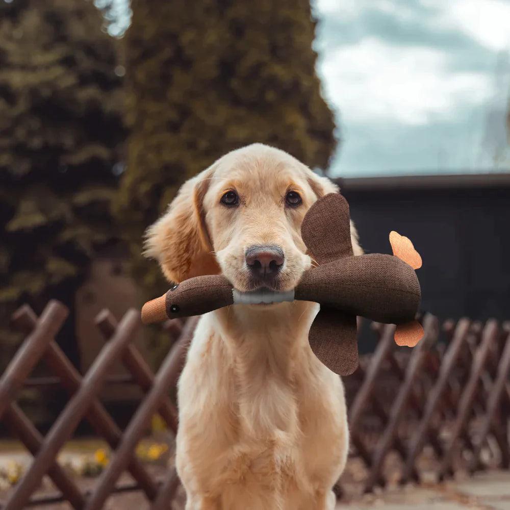 Duckie | De eend die alles weerstaat - Petz Palace